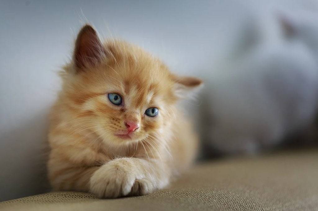 Les dernières actualités sur vos chats préférés